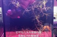 掌握鱼缸酸碱度调整技巧，让鱼儿更健康快乐