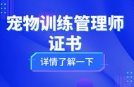 宠物训练管理师职责与工作内容解析