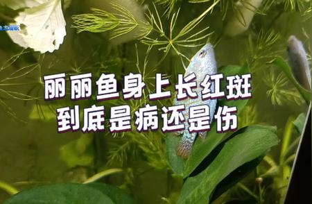 丽丽鱼身上红斑揭秘：病或伤？