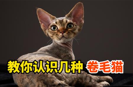 卷毛猫品种大全，带你深入了解猫咪的世界