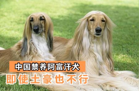 揭秘中国禁止阿富汗犬背后的真相