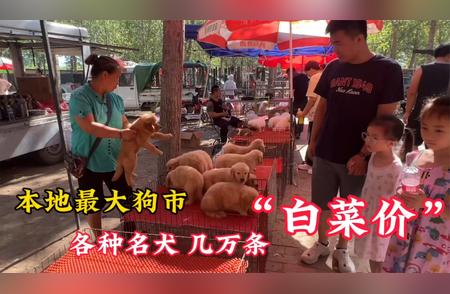 探访本地最大狗市，名犬白菜价等你来捡漏