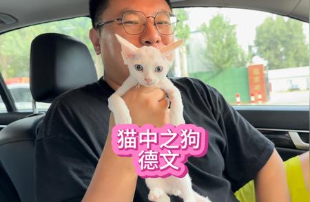 德文猫价格大揭秘：现在养猫中之狗还香吗？