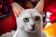 世界猫种大全：48种名猫篇，续篇揭晓23种神秘品种