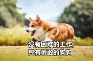 为何我强烈建议你不要养柯基犬，看完你就知道原因了！