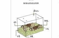 自然探秘：独角仙幼虫成长背后的孤独真相