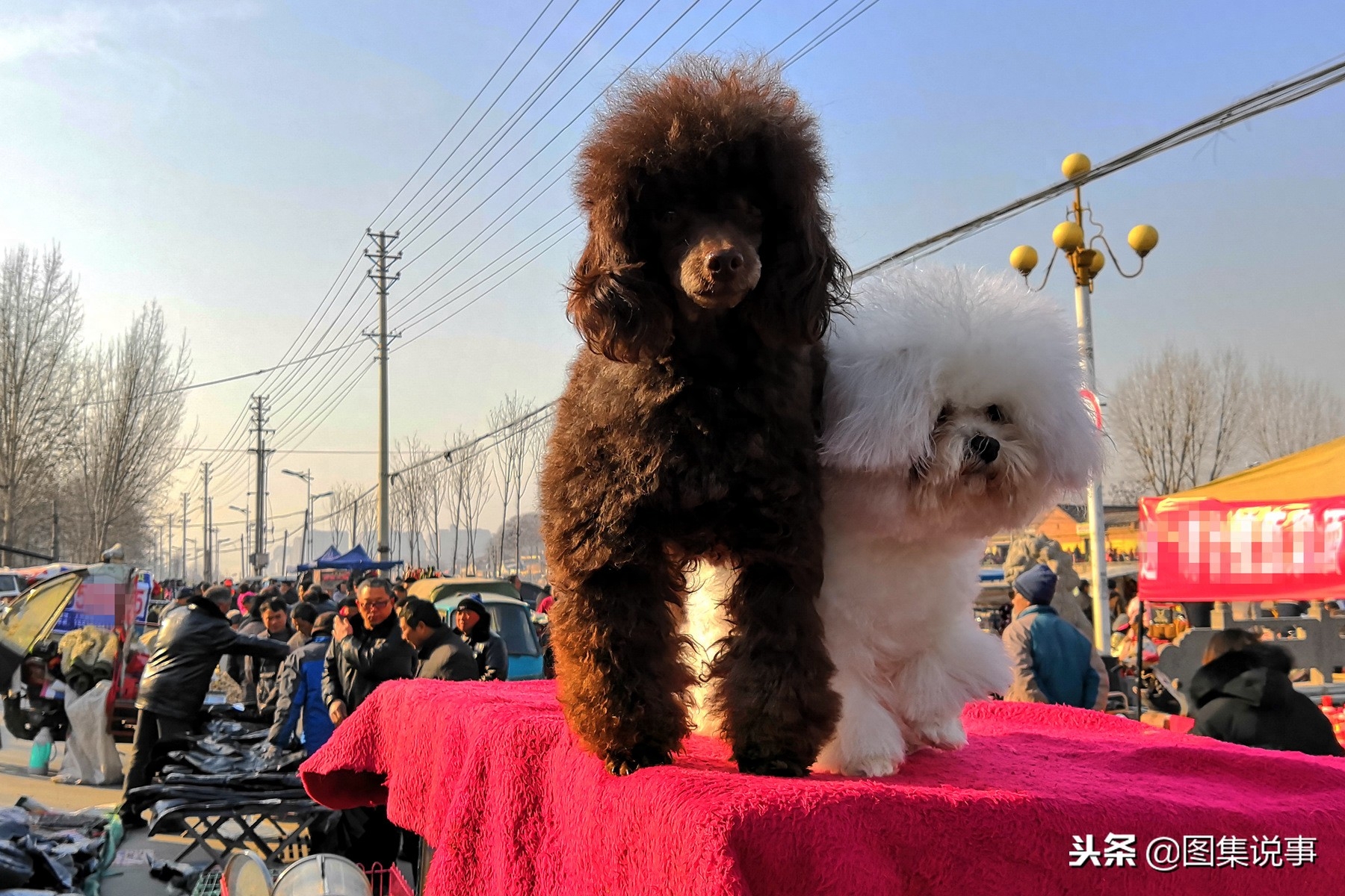 图文直击：严寒挡不住小镇狗市的交易热情，八哥犬300元抱走