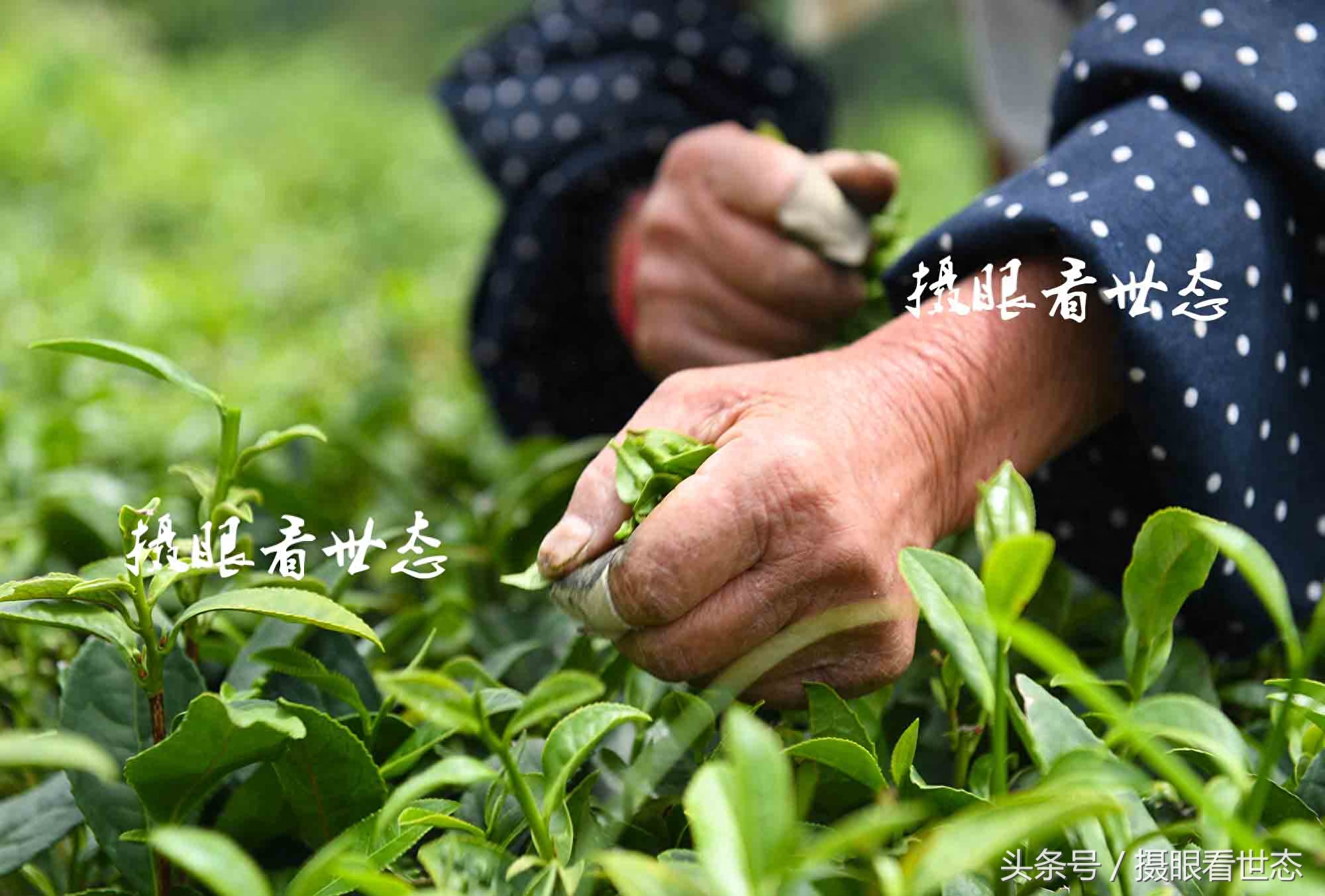 又到夏茶采摘季，这些农村留守老人一天能采数十斤，收入可达百元