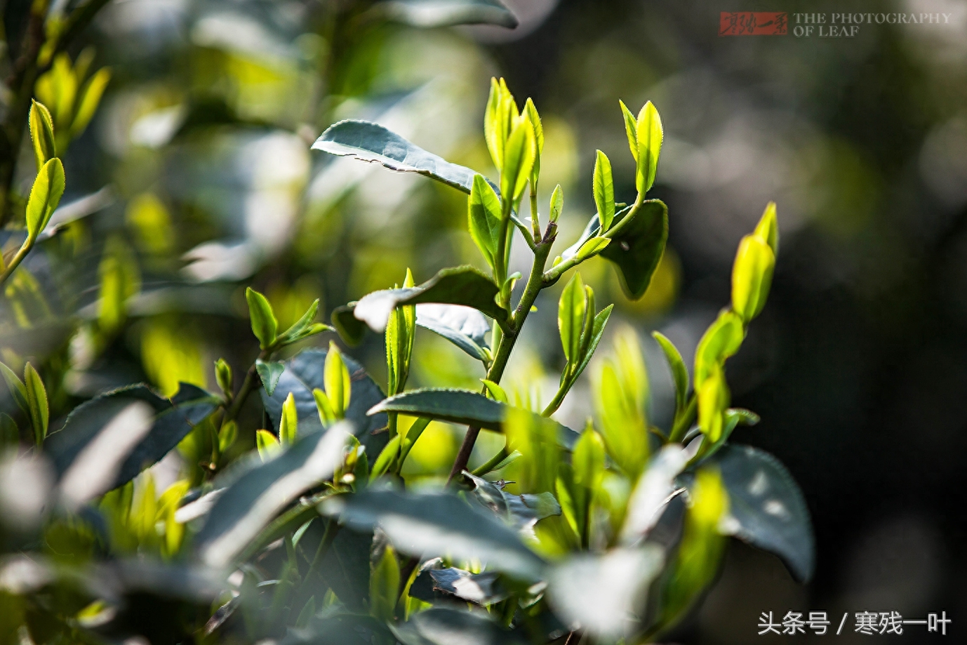 这茶才叫西湖龙井，景区买的是龙井茶，价格差很多别被骗了