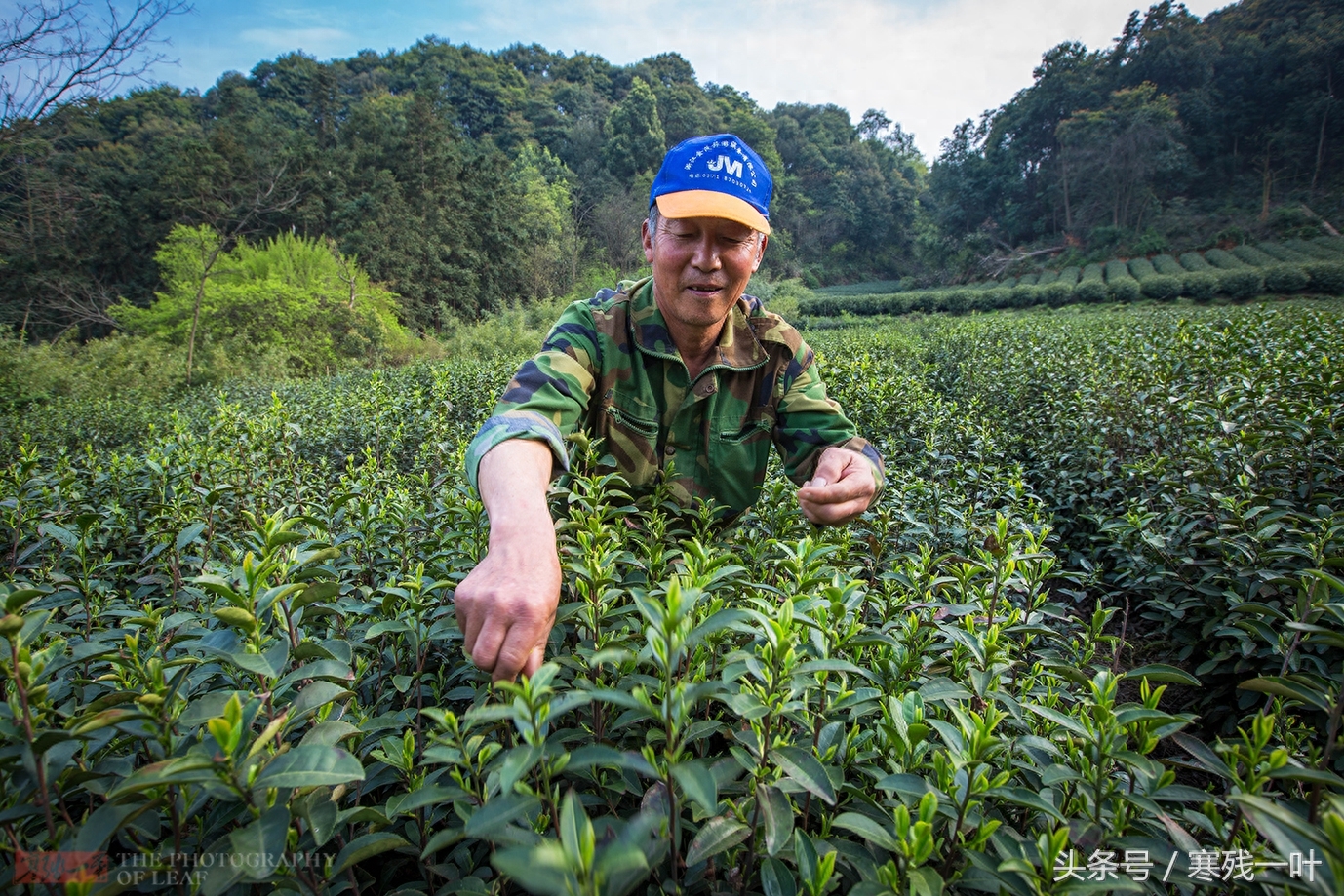 这茶才叫西湖龙井，景区买的是龙井茶，价格差很多别被骗了