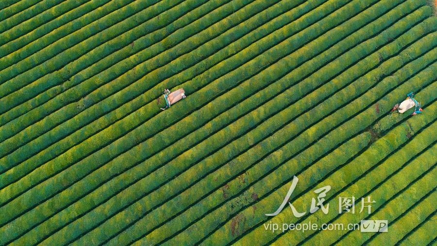 江西泰和：冬茶采摘忙