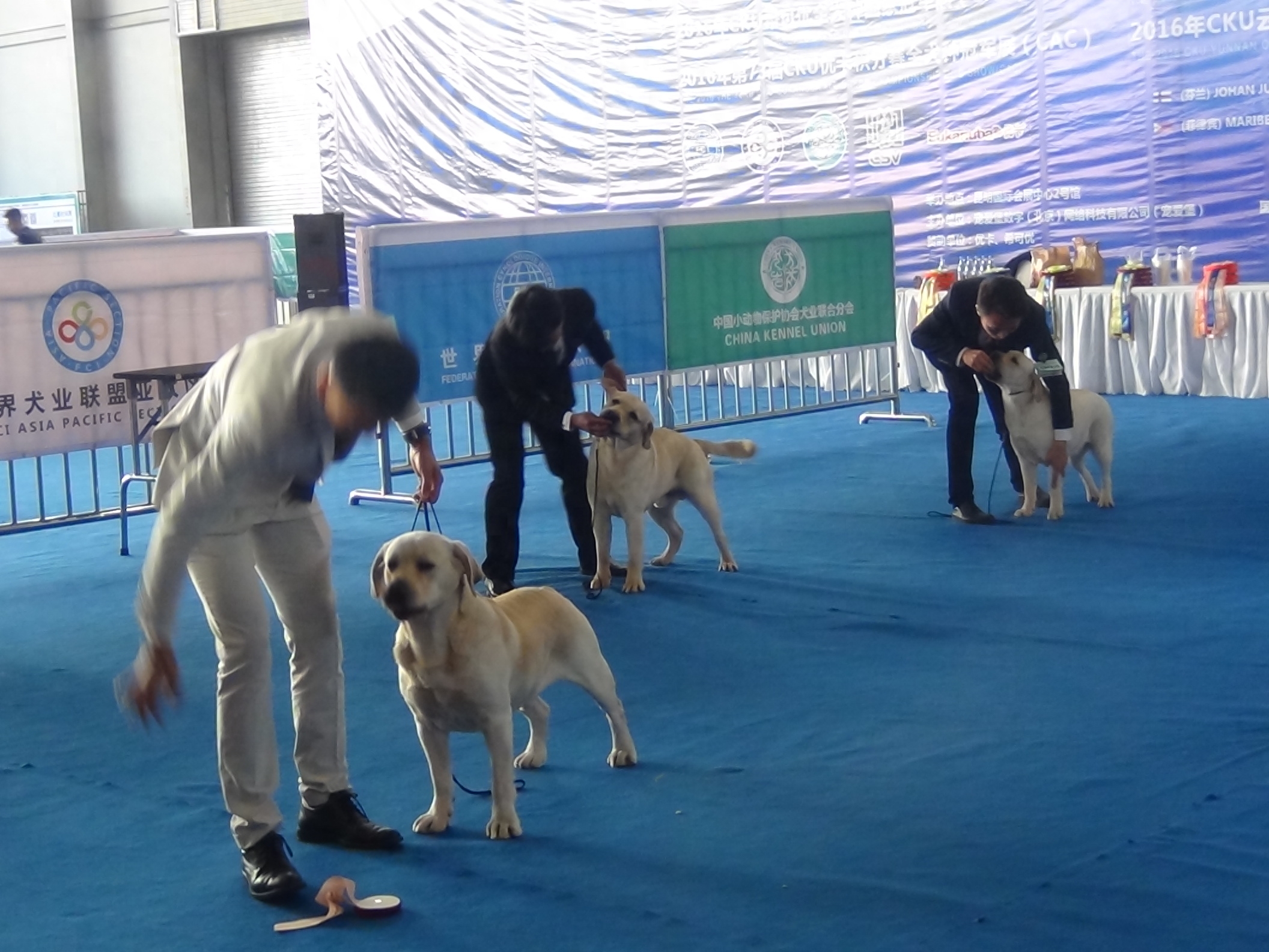 2016昆明国际宠物博览会，拉拉和金毛寻回猎犬展示