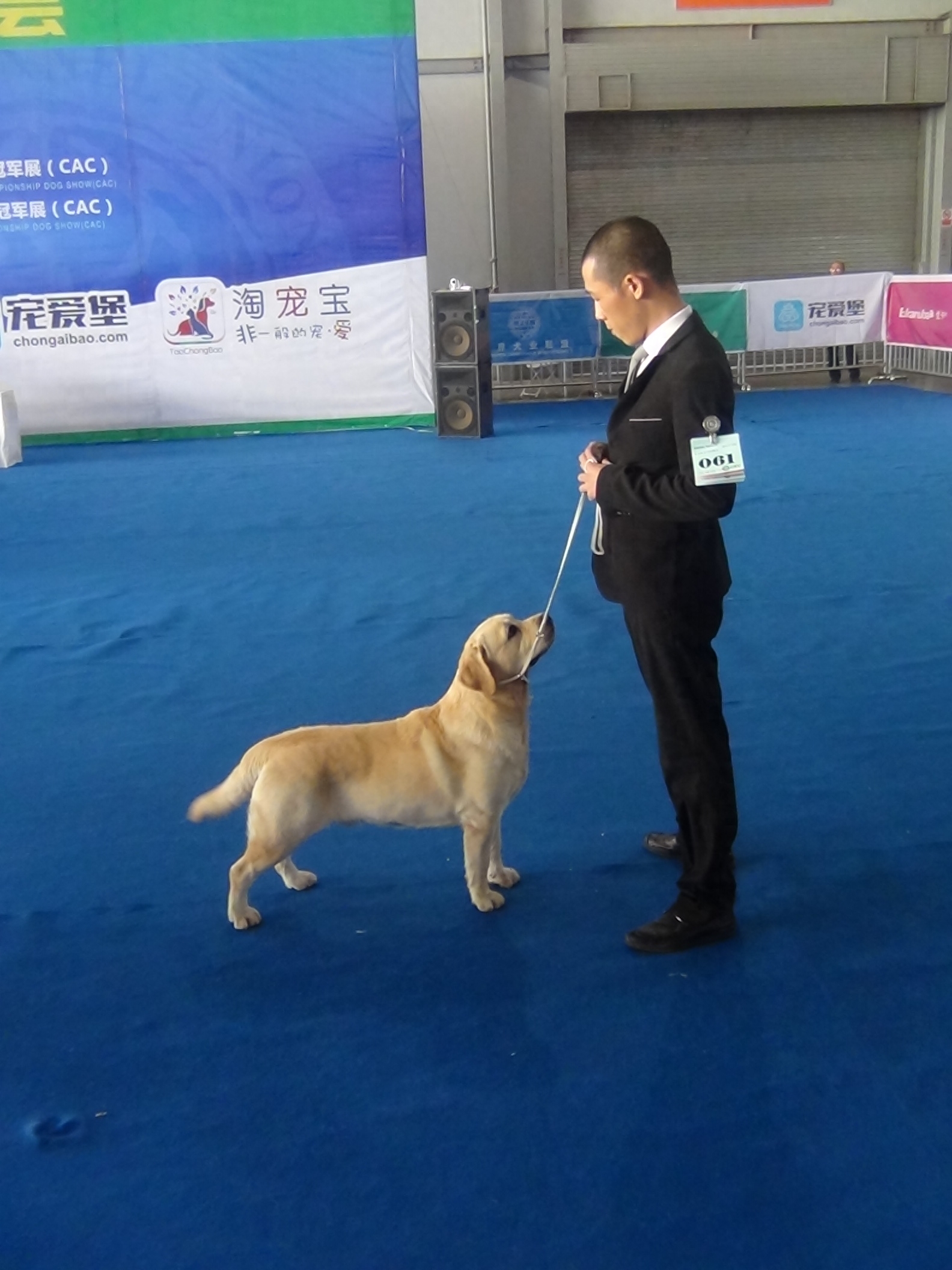 2016昆明国际宠物博览会，拉拉和金毛寻回猎犬展示